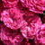 Czerwony  - Róże pnące ramblery - Chevy Chase